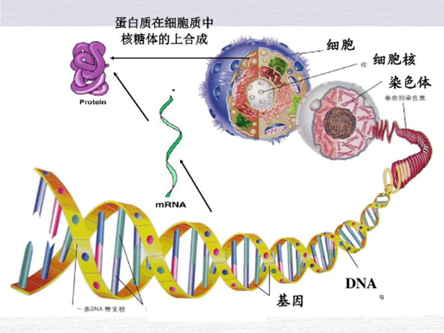 草莓视频色版本